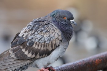 Rock Dove Kodomo Shizen Park Sun, 3/24/2024