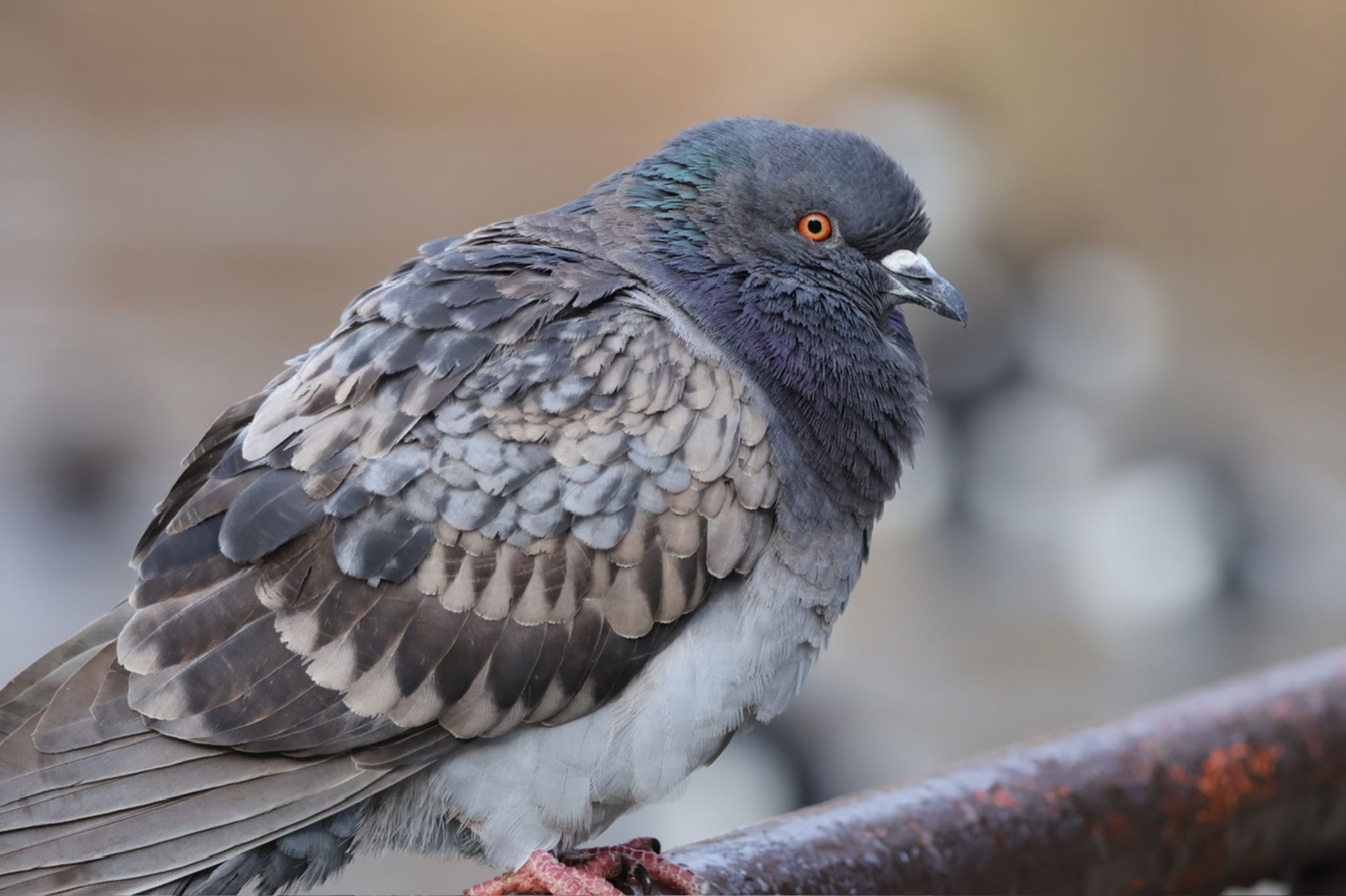 Rock Dove