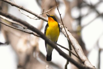 Narcissus Flycatcher 大阪市内 Sat, 4/6/2024