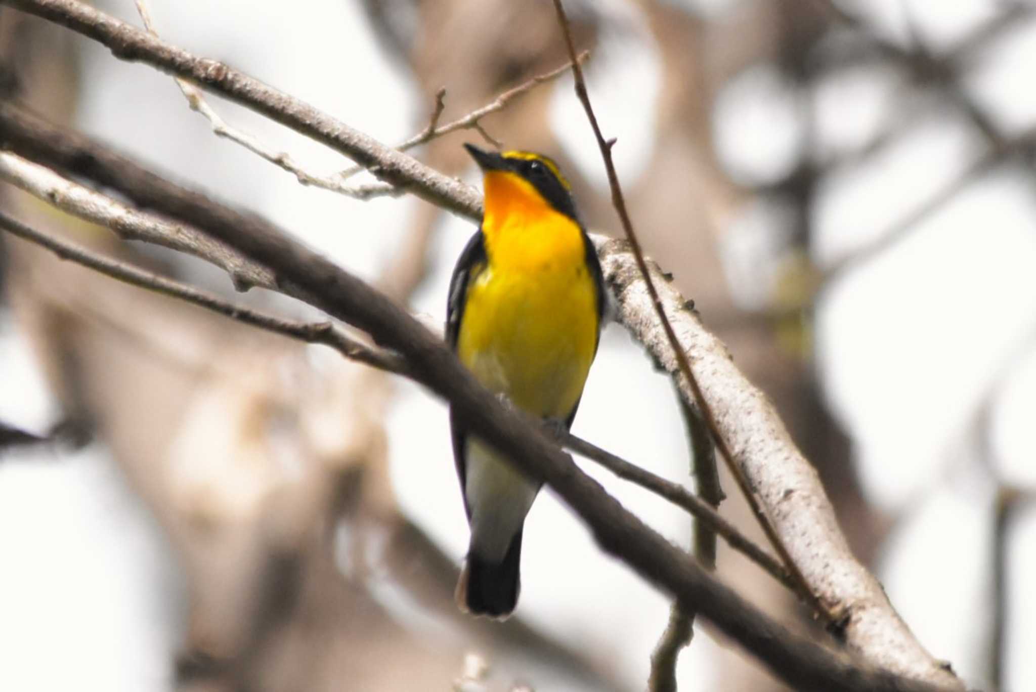 Photo of Narcissus Flycatcher at 大阪市内 by IKKEN