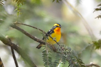 Narcissus Flycatcher 大阪市内 Sat, 4/6/2024