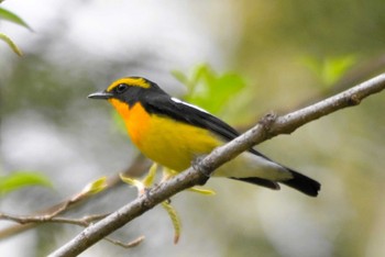 Narcissus Flycatcher 大阪市内 Sat, 4/6/2024