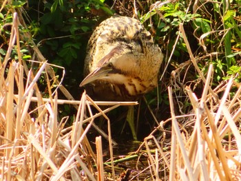 Eurasian Bittern Oizumi Ryokuchi Park Thu, 3/21/2024