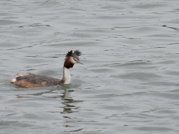 Great Crested Grebe 淀川 Sun, 3/31/2024