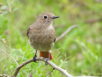 Daurian Redstart 淀川河川公園 Sun, 3/31/2024