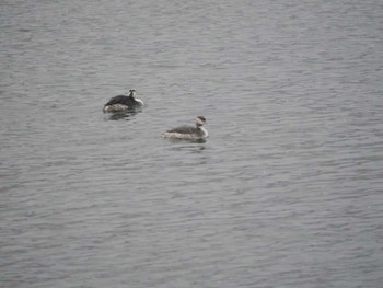 Great Crested Grebe 岡谷林道 Fri, 2/23/2024