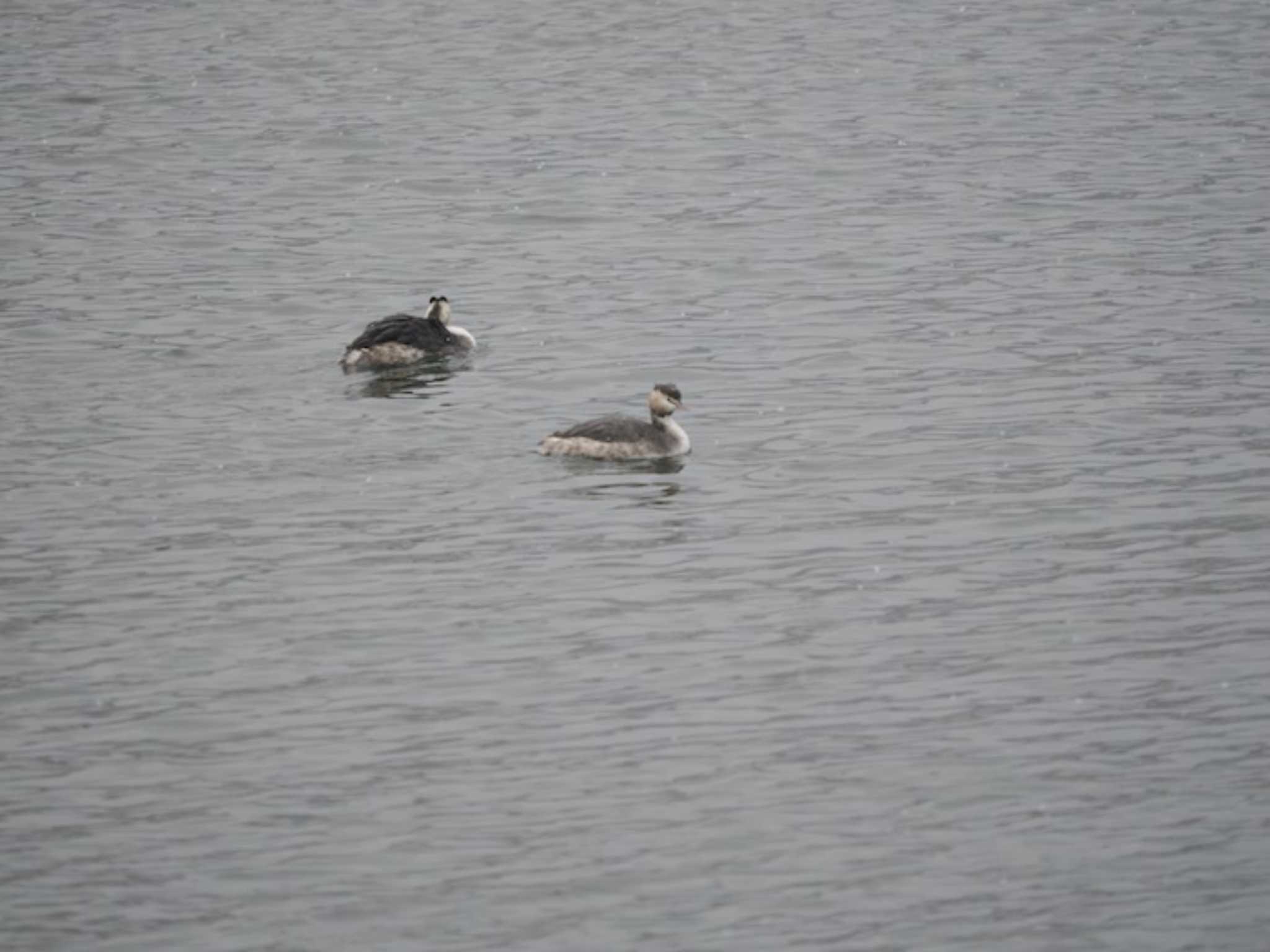 Great Crested Grebe