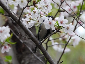 2024年4月7日(日) 都市緑化植物園(大阪府豊中市寺内)の野鳥観察記録