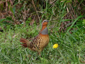 Chinese Bamboo Partridge 横浜市立金沢自然公園 Mon, 4/8/2024