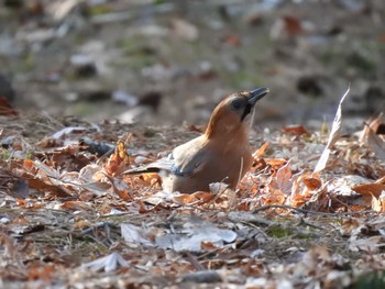 Eurasian Jay(brandtii) Miharashi Park(Hakodate) Sun, 4/7/2024