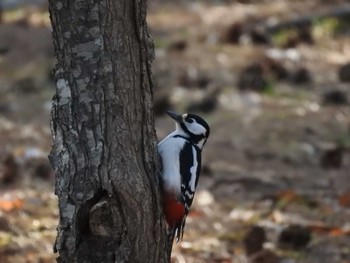 Great Spotted Woodpecker Miharashi Park(Hakodate) Sun, 4/7/2024