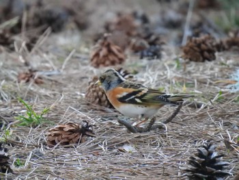 Brambling Miharashi Park(Hakodate) Sun, 4/7/2024