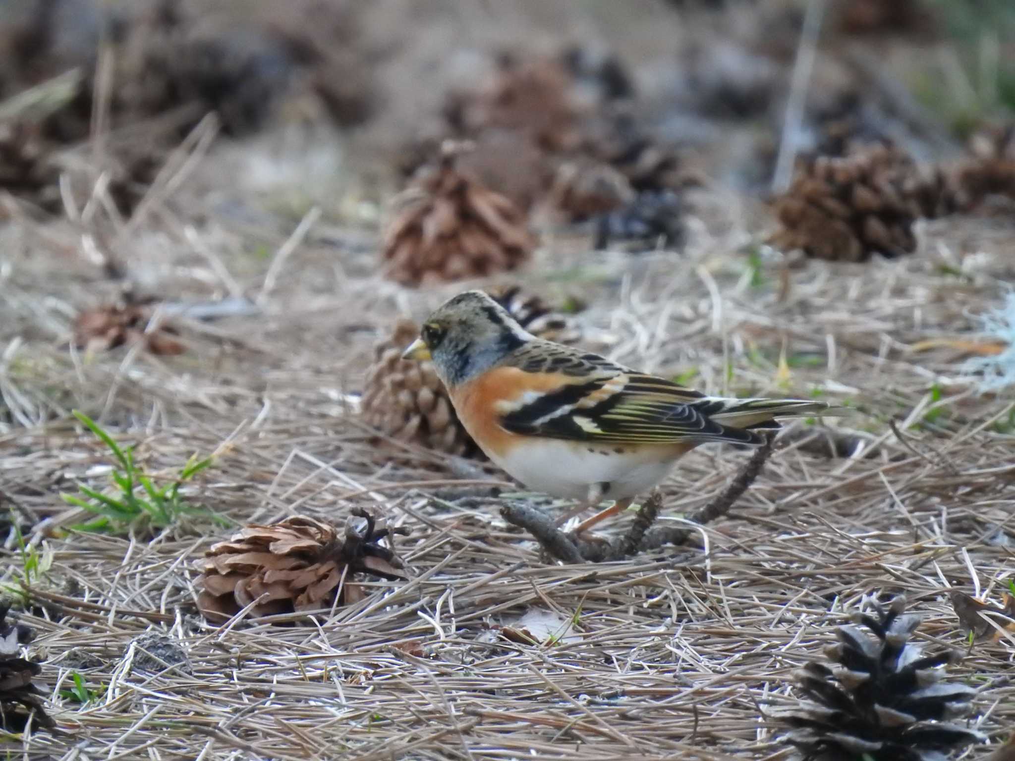 Brambling