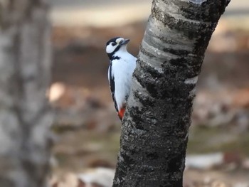 Great Spotted Woodpecker Miharashi Park(Hakodate) Sun, 4/7/2024