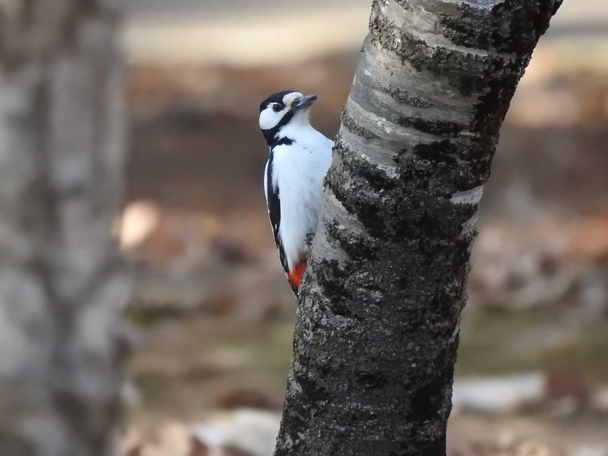 Photo of Great Spotted Woodpecker at Miharashi Park(Hakodate) by ライ