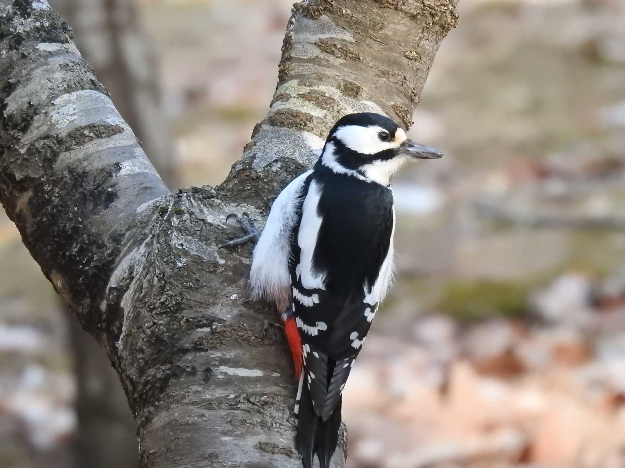 Photo of Great Spotted Woodpecker at Miharashi Park(Hakodate) by ライ