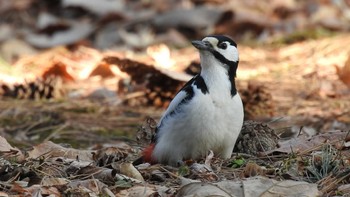 Great Spotted Woodpecker Miharashi Park(Hakodate) Sun, 4/7/2024