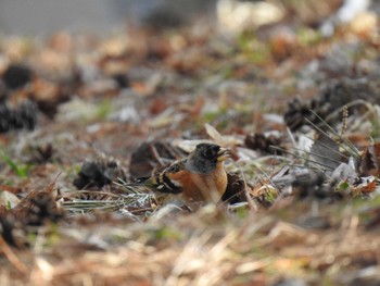 Brambling Miharashi Park(Hakodate) Sun, 4/7/2024