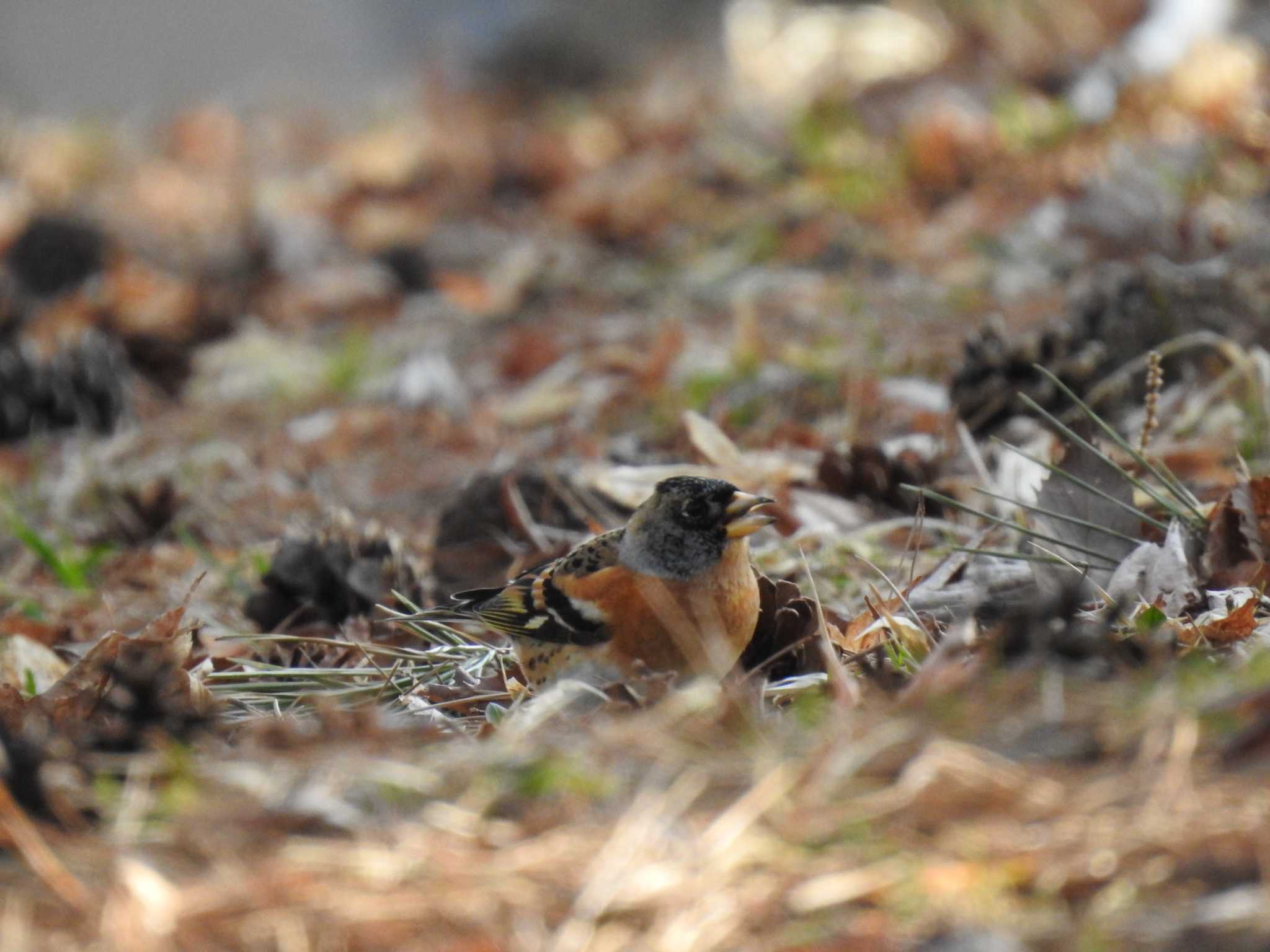 Photo of Brambling at Miharashi Park(Hakodate) by ライ