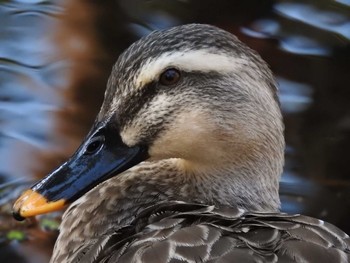 カルガモ 北海道 函館市 見晴公園 2024年4月7日(日)