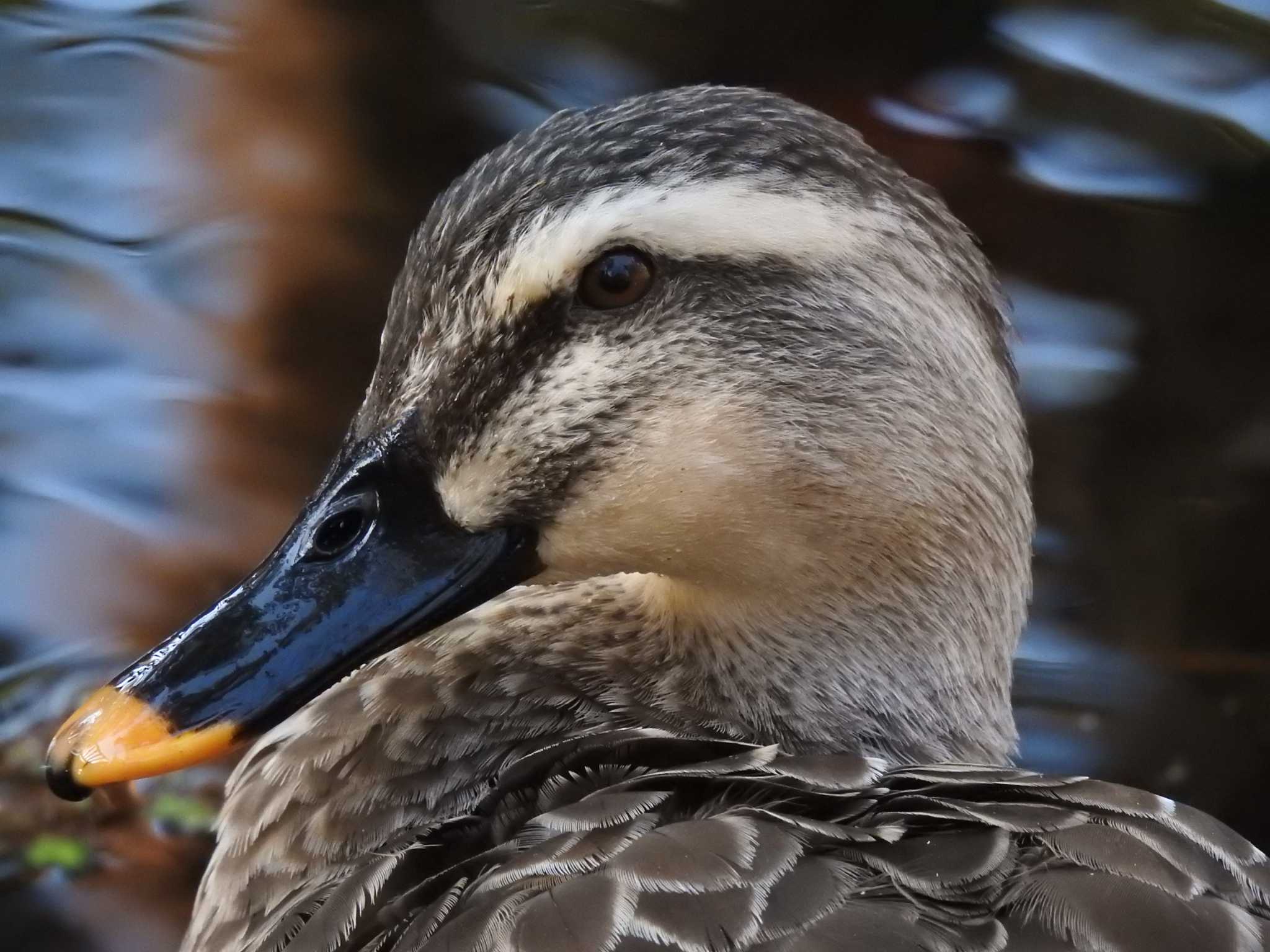 Eastern Spot-billed Duck