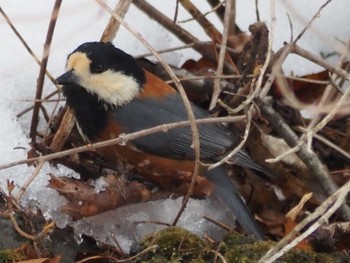 Varied Tit 岡谷林道 Sun, 3/24/2024