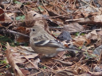 Siberian Long-tailed Rosefinch 岡谷林道 Sun, 3/24/2024