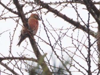 Red Crossbill 岡谷林道 Sun, 3/24/2024