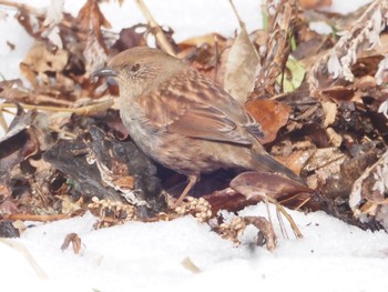 Japanese Accentor 岡谷林道 Sun, 3/24/2024