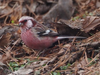 Siberian Long-tailed Rosefinch 岡谷林道 Sun, 3/24/2024