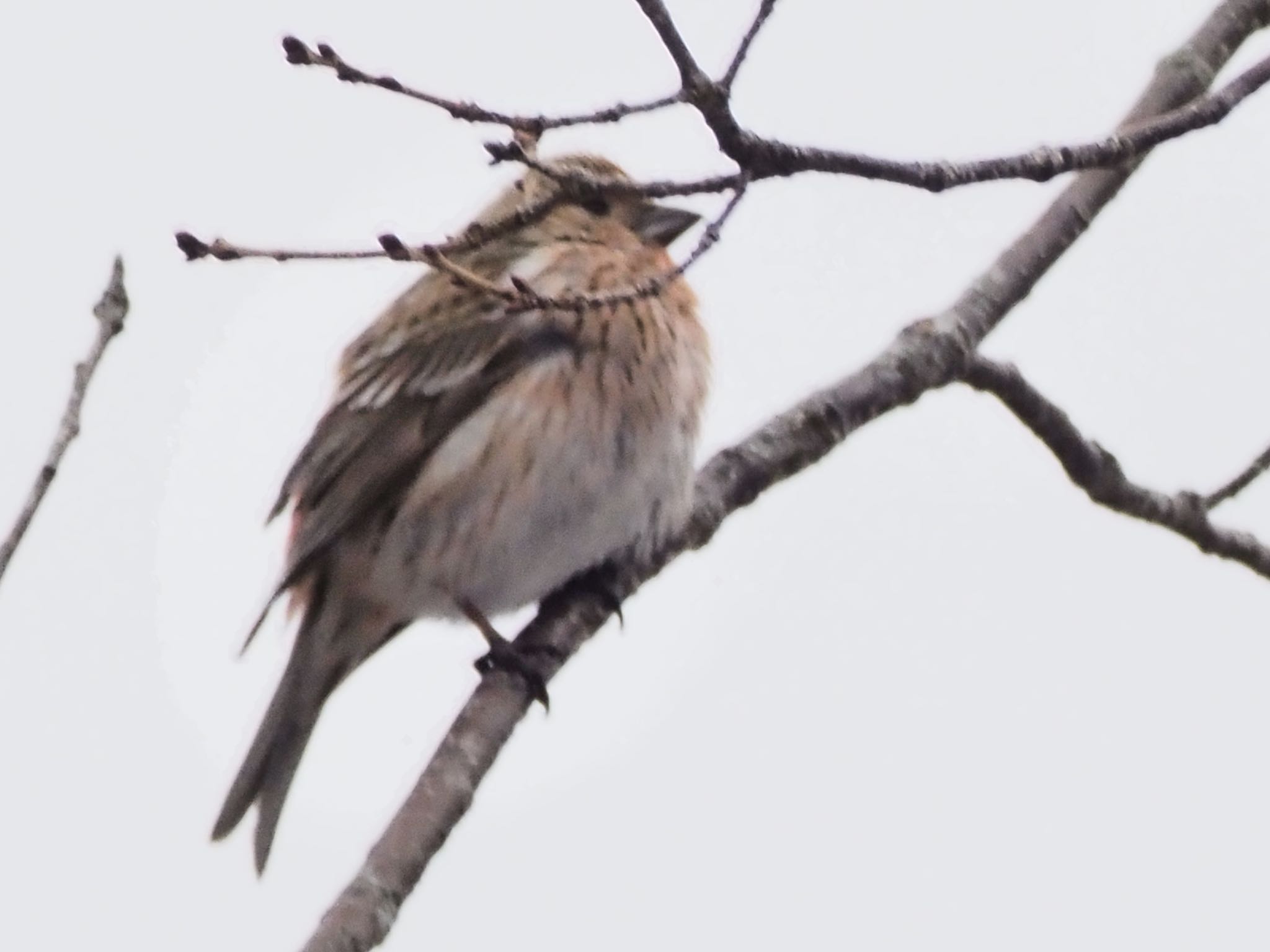 Photo of Pallas's Rosefinch at 岡谷林道 by ほーちゃん