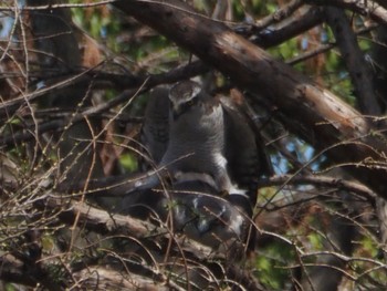 Eurasian Goshawk Mizumoto Park Sat, 3/30/2024