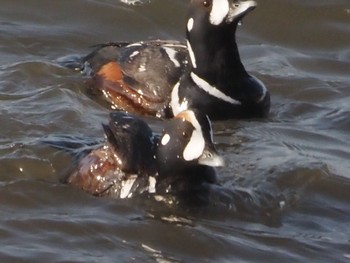 Harlequin Duck 平磯海岸 Sun, 3/31/2024