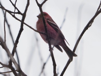 Pallas's Rosefinch 岡谷林道 Sun, 3/24/2024