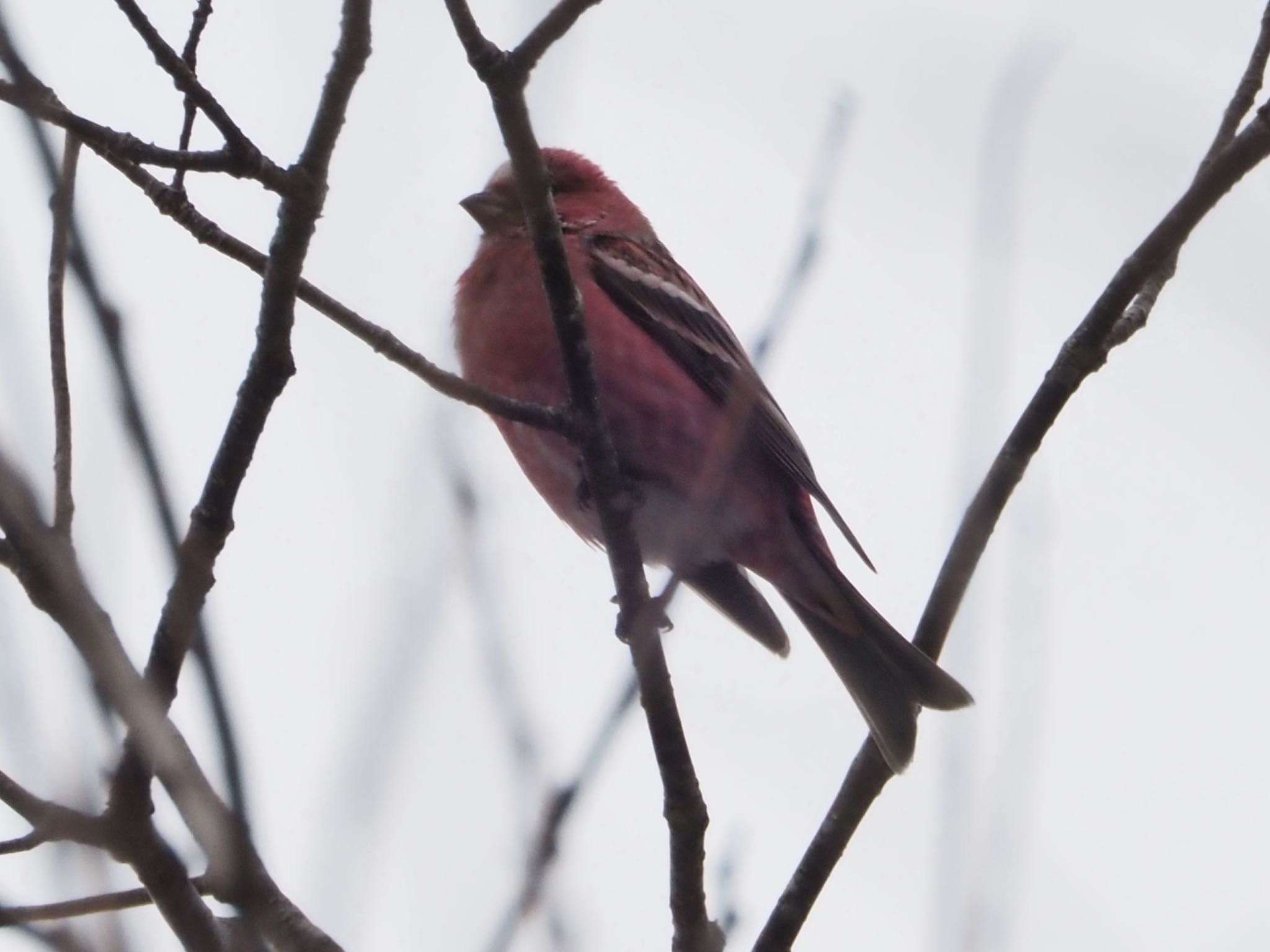 Photo of Pallas's Rosefinch at 岡谷林道 by ほーちゃん