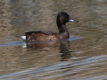 Baer's Pochard Mizumoto Park Sat, 3/30/2024