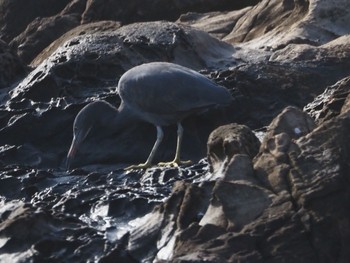 Pacific Reef Heron 平磯海岸 Sun, 3/31/2024