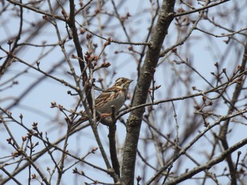 Rustic Bunting 道南四季の杜公園 Mon, 4/8/2024