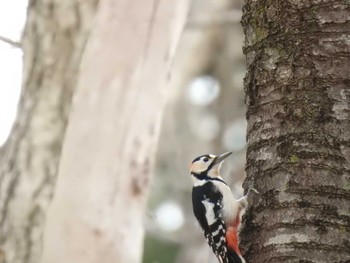 Great Spotted Woodpecker(japonicus) 道南四季の杜公園 Mon, 4/8/2024