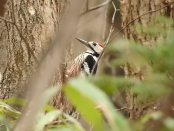 White-backed Woodpecker(subcirris) 道南四季の杜公園 Mon, 4/8/2024