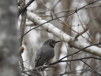 Brown-eared Bulbul 道南四季の杜公園 Mon, 4/8/2024