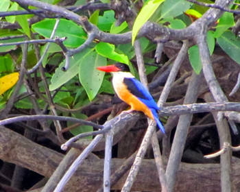 Black-capped Kingfisher Langkawi Island(General Area) Fri, 1/13/2012