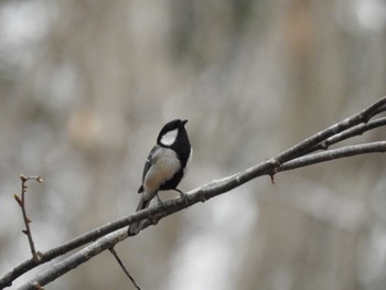 Japanese Tit 道南四季の杜公園 Mon, 4/8/2024