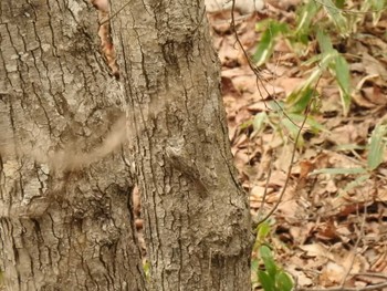 Eurasian Treecreeper(daurica) 道南四季の杜公園 Mon, 4/8/2024