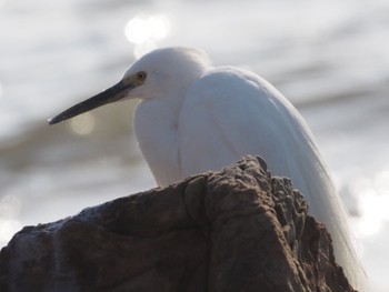 Little Egret 平磯海岸 Sun, 3/31/2024