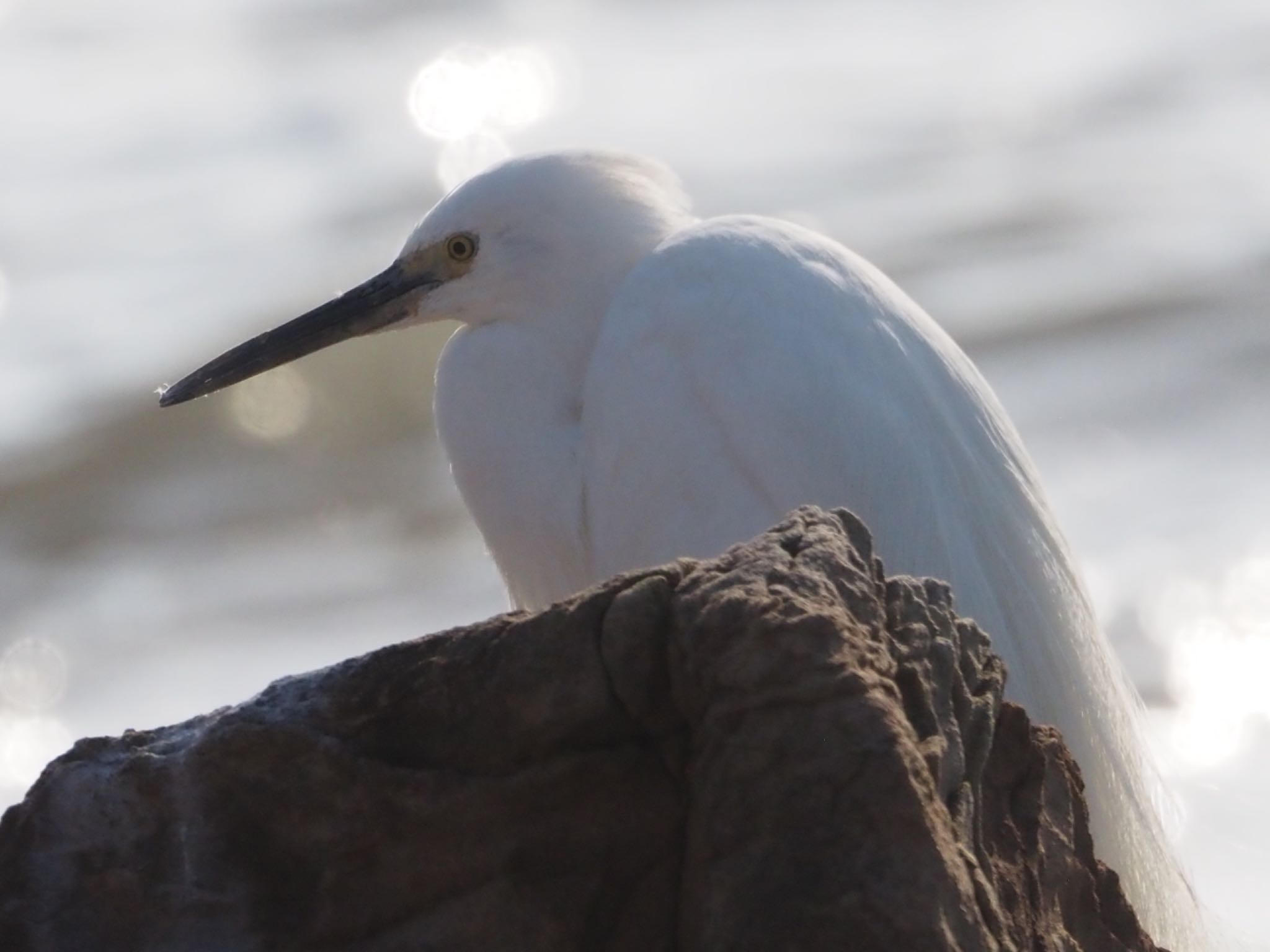 Photo of Little Egret at 平磯海岸 by ほーちゃん