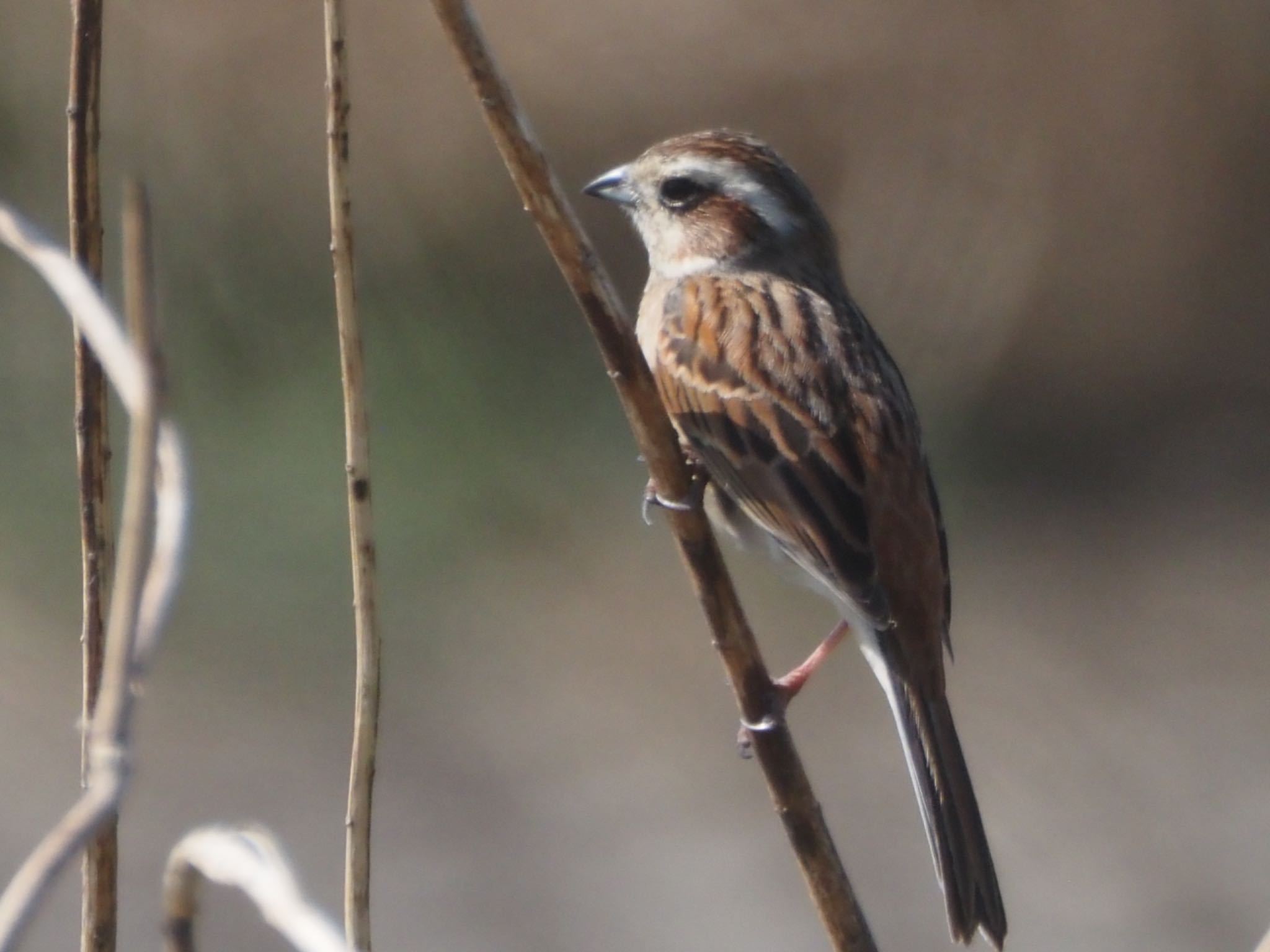 Photo of Common Reed Bunting at Inashiki by ほーちゃん