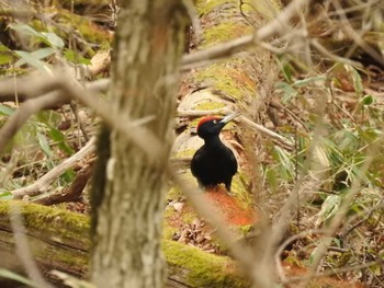 Black Woodpecker 道南四季の杜公園 Mon, 4/8/2024