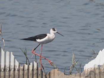 Black-winged Stilt Inashiki Sun, 3/31/2024