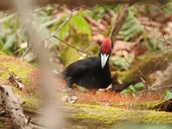 Black Woodpecker 道南四季の杜公園 Mon, 4/8/2024